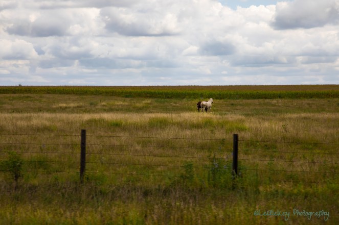 Two Horses CR LR .jpg (1 of 1)
